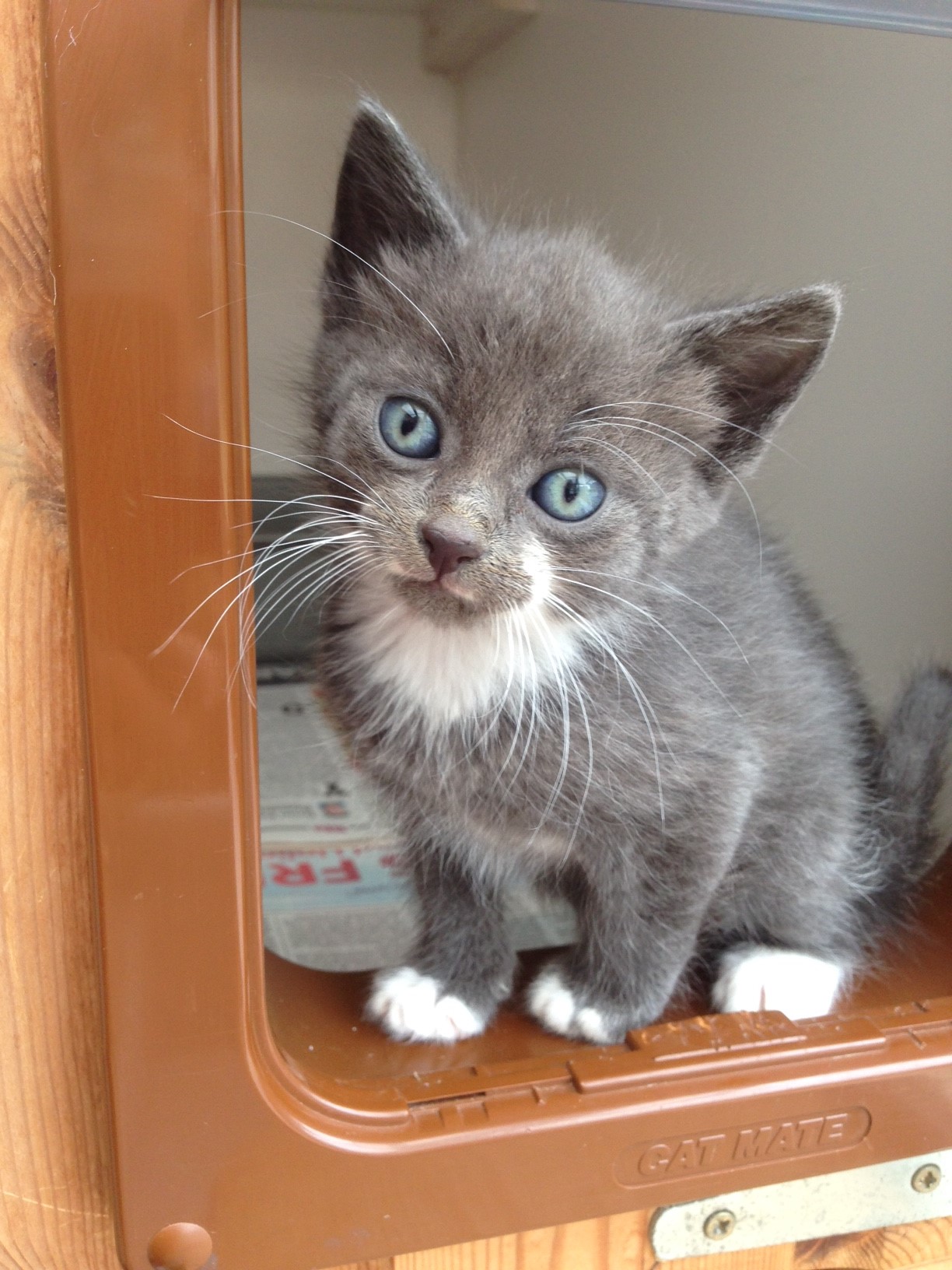 Kitten born at Macclesfield CP and rehomed in 2015